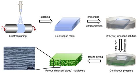 tissue regeneration biodegradable.